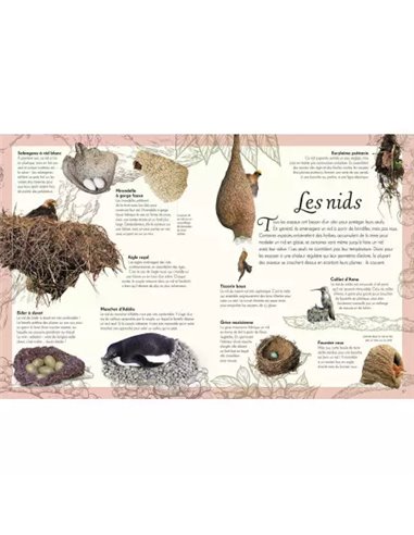  L'ANTHOLOGIE ILLUSTRÉE DES OISEAUX 