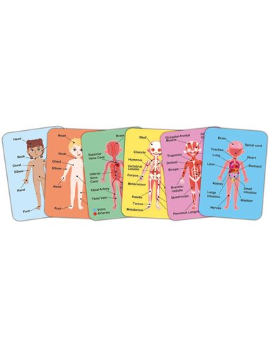 Puzzle aimanté - assemble le corps humain - Hape
