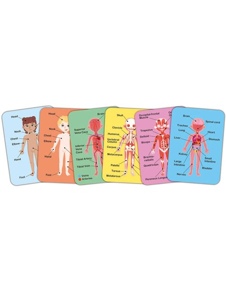 Puzzle aimanté - assemble le corps humain - Hape