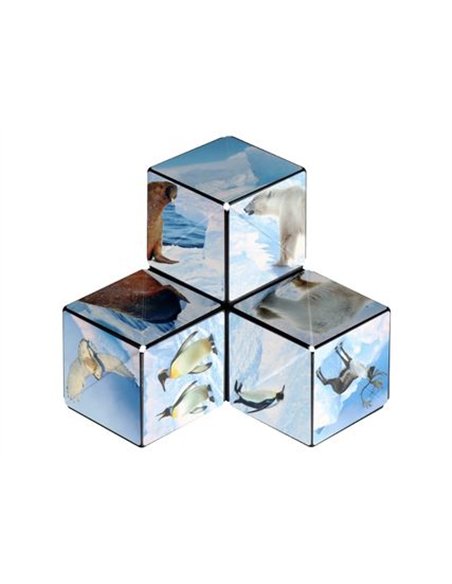 SHASHIBO ARCTIC