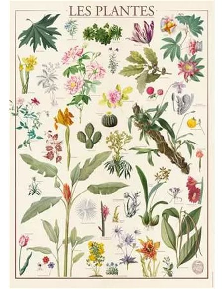 Puzzle Les Plantes muséum national d'histoire naturelle 1500p