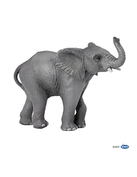 Jeune éléphant