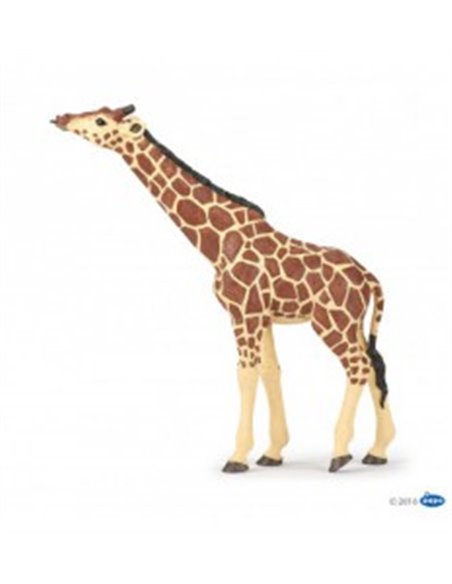Girafe tête levée