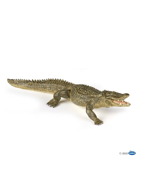Alligator