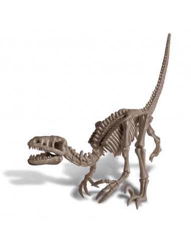 Vélociraptor deterre ton dinosaure