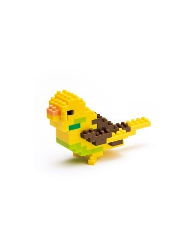 Budgerigar