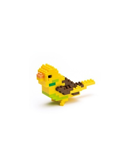 Budgerigar
