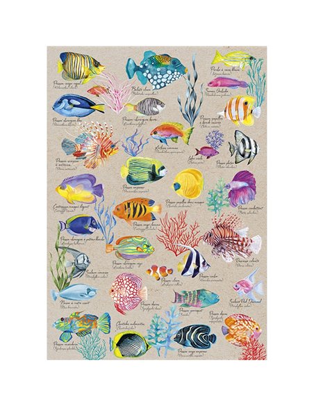 PUZZLE 500 P Poissons Exotiques 2025 - sentosphère