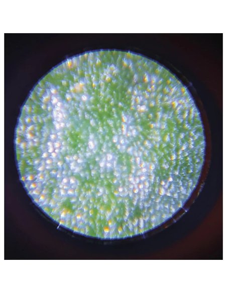 HAPPY GARDEN - MICROSCOPE DE POCHE - Janod